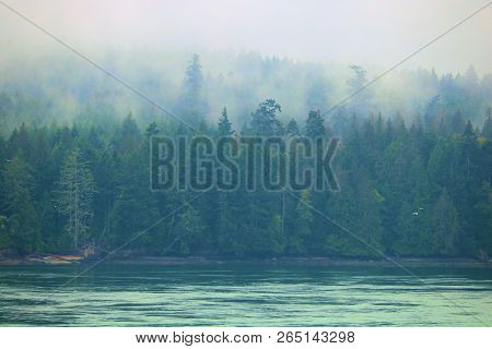 Pacific Ocean Besides A Lush Pine Forest Surrounded By Rain Clouds And Fog Taken On A Rainy Day Take