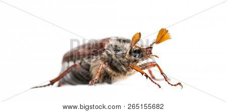Summer chafer or European june beetle, Amphimallon solstitiale, in front of white background