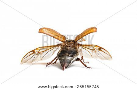 Summer chafer or European june beetle, Amphimallon solstitiale, in front of white background