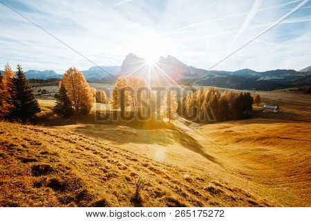 Yellow larches in the sunlight. Location Dolomiti, Compaccio village, Seiser Alm (Alpe di Siusi), Province of Bolzano - South Tyrol, Italy, Europe. Scenic image of idyllic autumn day. Beauty of earth.
