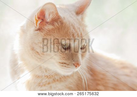 Light Red Cat With Honey Eyes On The Background Of A Sunny Window