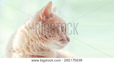 Light Red Cat With Honey Eyes On The Background Of A Sunny Window