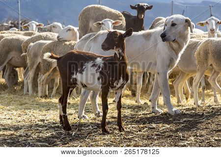 Goat, Dog, Sheep, Herd On The Farm