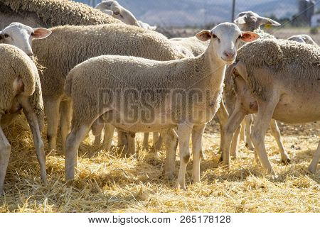 Little Lamb On Straw, Small Sheep, Farm Animals