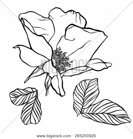 Vector Design With Flower Loach. Elements Isolated On White Background. In Black And White Style. Ca