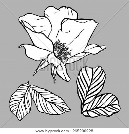 Vector Design With Flower Loach. Elements Isolated On White Background. In Black And White Style. Ca