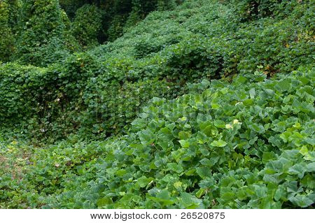 Kudzu