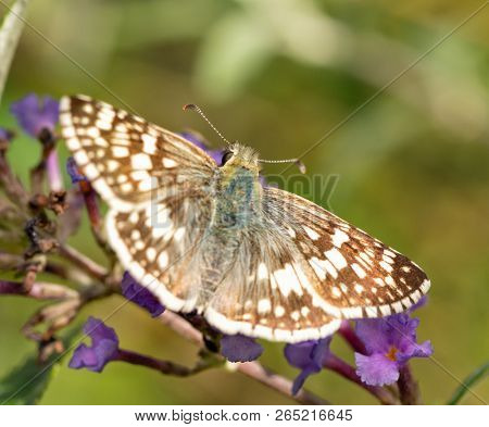 Female Common Checkered-skipper butterfly on purple flowers