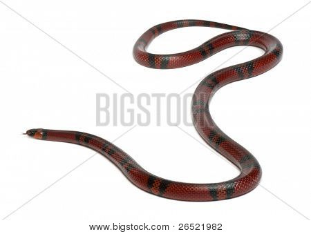 Tangerine Honduran milk snake, Lampropeltis triangulum hondurensis, in front of white background