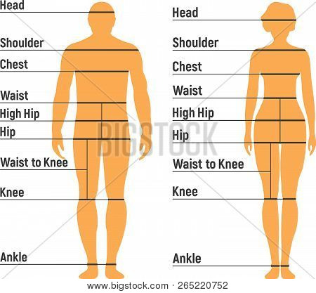 Man And Woman Size Chart. Human Front Side Silhouette. Isolated On White Background. Vector Illustra
