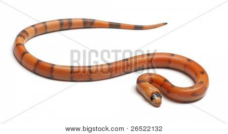 Tricolor Reverse Honduran milk snake, Lampropeltis triangulum hondurensis, in front of white background