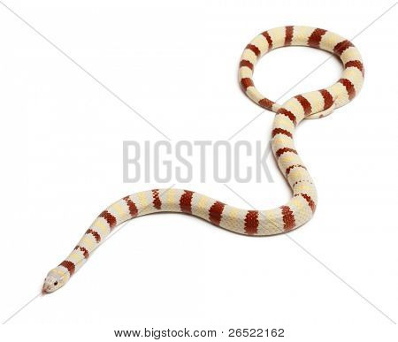 Albinos Königsnattern, Lampropeltis Ruthveni, vor weißem Hintergrund
