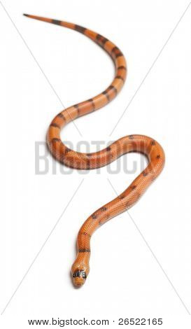 Tricolor Reverse Honduran milk snake, Lampropeltis triangulum hondurensis, in front of white background