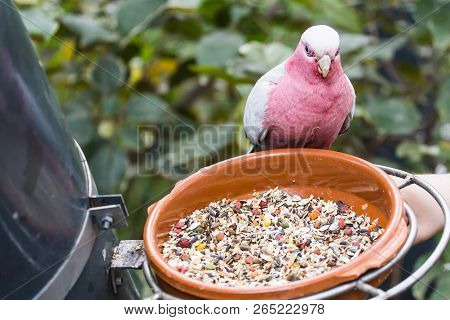 Bird, Wildlife And Zoo Concept - Galah Rose-breasted Cockatoo Parrot Sits On A Bowl With Food