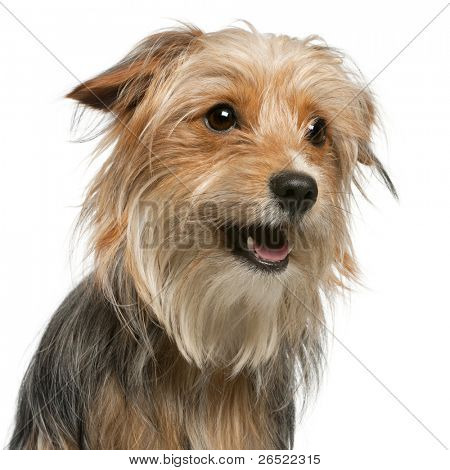 Næroptagelse af blandet race hund, 12 måneder gamle, foran hvid baggrund