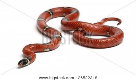 Sinaloan milk snake, Lampropeltis triangulum sinaloae, in front of white background