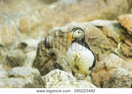 Bird, Wildlife And Zoo Concept - Atlantic Puffin Or Common Puffin