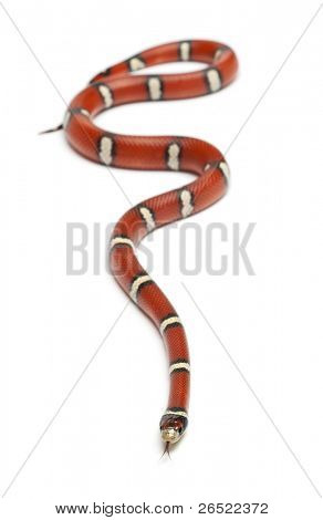 Milk snake or milksnake, Lampropeltis triangulum nelsoni, in front of white background