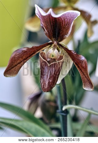Close-up Of One  Orchid Flower (paphiopedilum Insigne)