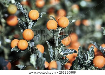 He Berries Of Solanum Pseudocapsicum (jerusalem Cherry)
