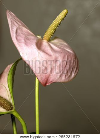 Close-up Of An Anthurium Andraeanum (a Herbaceous Plant From The Rain Forests Of Central And South A