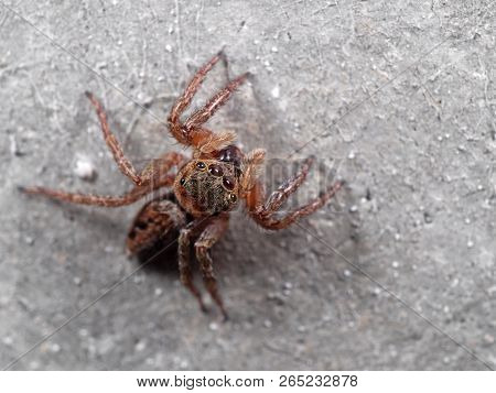 Macro Photography Of Jumping Spider Isolated On The Wall