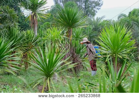 Agriculturist. Spraying Pesticides Fertilizers, Agriculturist Uses Chemicals On The Farm, Farmers Us