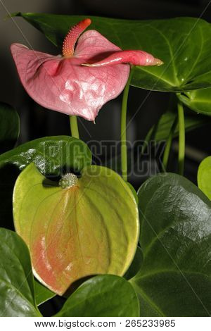 Close-up Of An Anthurium Andraeanum (a Herbaceous Plant From The Rain Forests Of Central And South A
