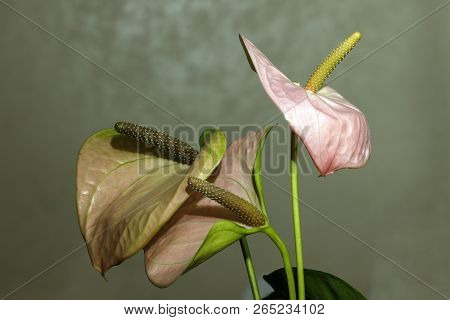 Close-up Of An Anthurium Andraeanum (a Herbaceous Plant From The Rain Forests Of Central And South A