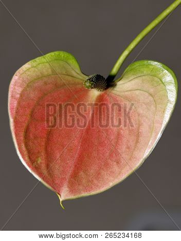 Close-up Of An Anthurium Andraeanum (a Herbaceous Plant From The Rain Forests Of Central And South A