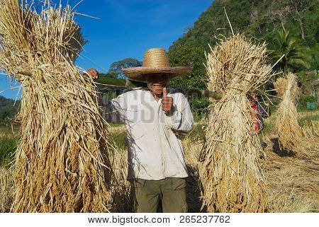 Chiang Mai, Thailand - November 15, 2008: Unidentified Man Of Chan Hill Tribe Harvests Rice In Chian