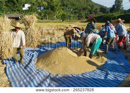 Chiang Mai, Thailand - November 15, 2008: Unidentified People Of Chan Hill Tribe Harvests Rice In Ch
