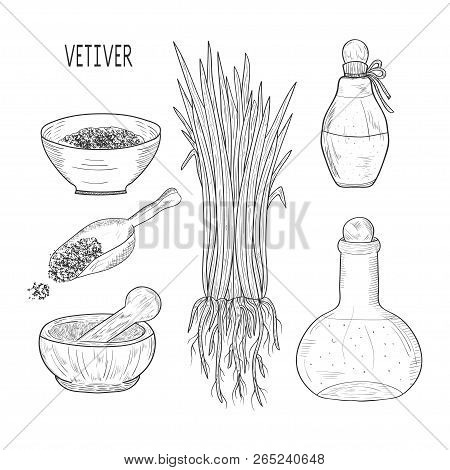 Vetiver. The Plant. Leaves, Root. Scoop, Mortar, Bowl, Vial. Set. Monochrome. Sketch.