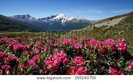 The Kamchatka Rhododendron (rhododendron Camtschaticum). Spring Flowers Of Kamchatka. Flowers And La