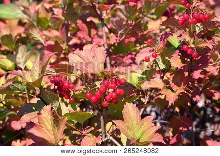 Dense Viburnum Bushes With Lot Of Hanging Ripe Red Berries And Green Leaves In Autumn Sunny Day Hori