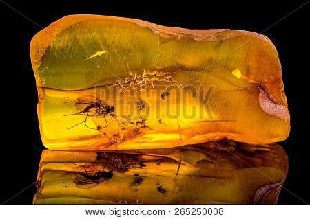 Amazing Baltic Amber With Frozen In This Piece A Mosquito, Isolated On Black Background.