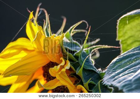 Color Flowers. Blooming Flowers. Flowers On A Green Grass.  Meadow With Flowers. Wild Flowers. Natur