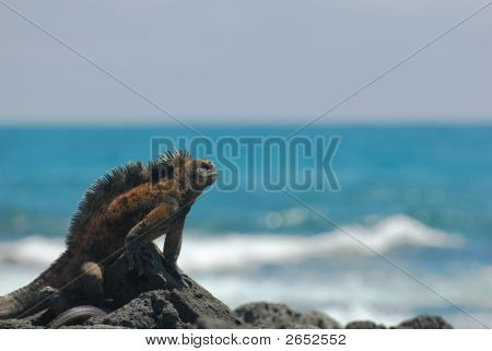Kayaların deniz Iguana