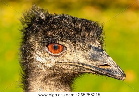 Portrait Of An Emu Dromaius Novaehollandiae Head With Orange Eyes