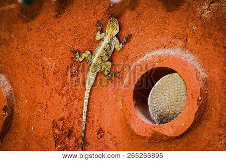 Africa. Kenya, Maasai Mara Park, Lizard Resting On The Red Wall Of The House. In The Wall-circular V