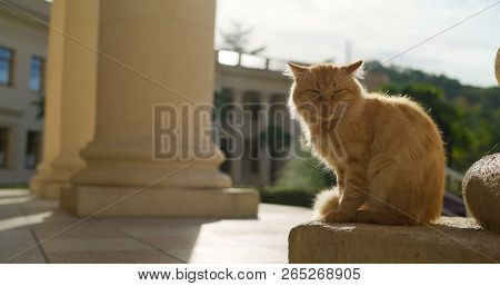 Red Cat On The Background Of Architecture. Red Cat In Greece. Cat With A Sore Eye. Santorini Stray G