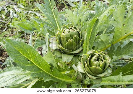 Green Artichoke Field Agriculture (turkey Izmir Urla)