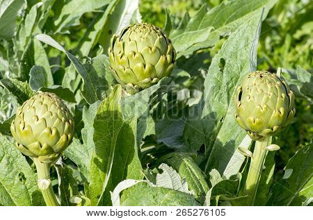 Green Artichoke Field Agriculture (turkey Izmir Urla)