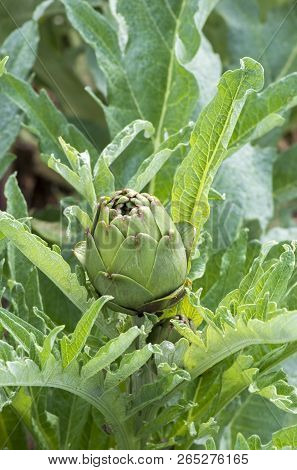 Green Artichoke Field Agriculture (turkey Izmir Urla)