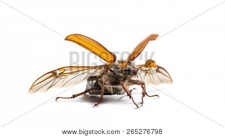 Summer chafer or European june beetle, Amphimallon solstitiale, in front of white background