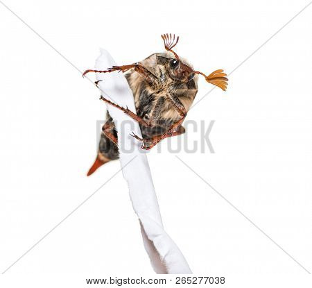 Summer chafer or European june beetle, Amphimallon solstitiale, holding torn paper in front of white background