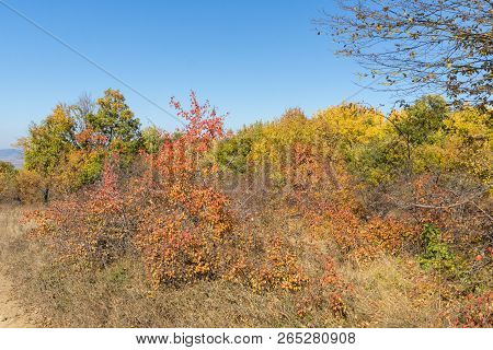 Amazing Autumn Landscape Of Cherna Gora (monte Negro) Mountain, Pernik Region, Bulgaria