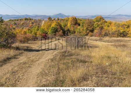 Amazing Autumn Landscape Of Cherna Gora (monte Negro) Mountain, Pernik Region, Bulgaria