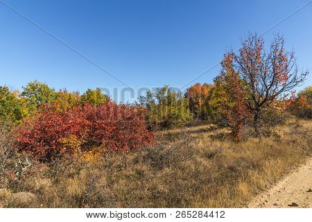 Amazing Autumn Landscape Of Cherna Gora (monte Negro) Mountain, Pernik Region, Bulgaria