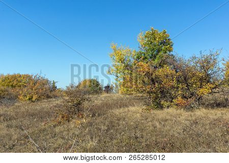 Amazing Autumn Landscape Of Cherna Gora (monte Negro) Mountain, Pernik Region, Bulgaria